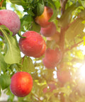 Bruce Plum Tree