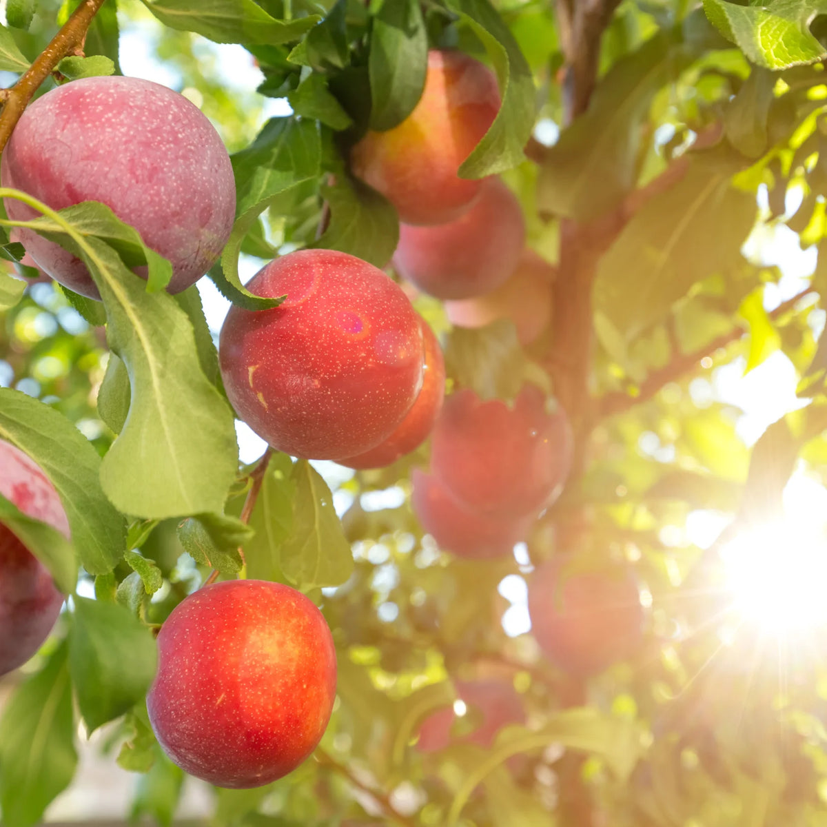 Bruce Plum Tree
