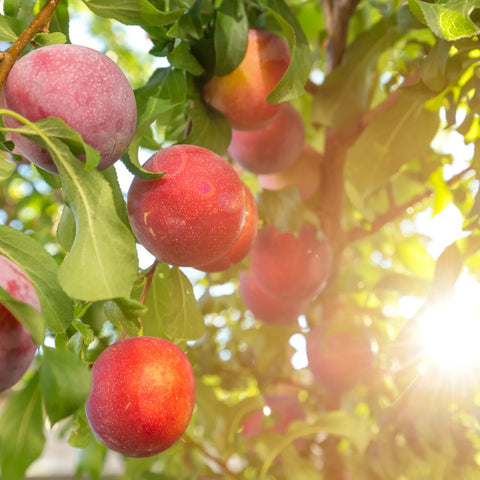 Bruce Plum Tree
