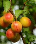Bruce Plum Tree