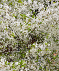 Bruce Plum Tree