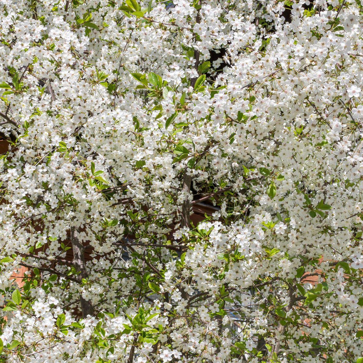 Bruce Plum Tree