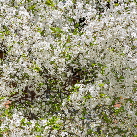 Bruce Plum Tree