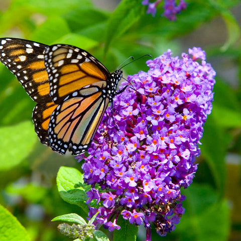 Buddleia Dapper Lavender Butterfly Bush