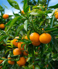 Bumper Satsuma Tree
