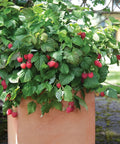 Bushel and Berry® Raspberry Shortcake® Bush
