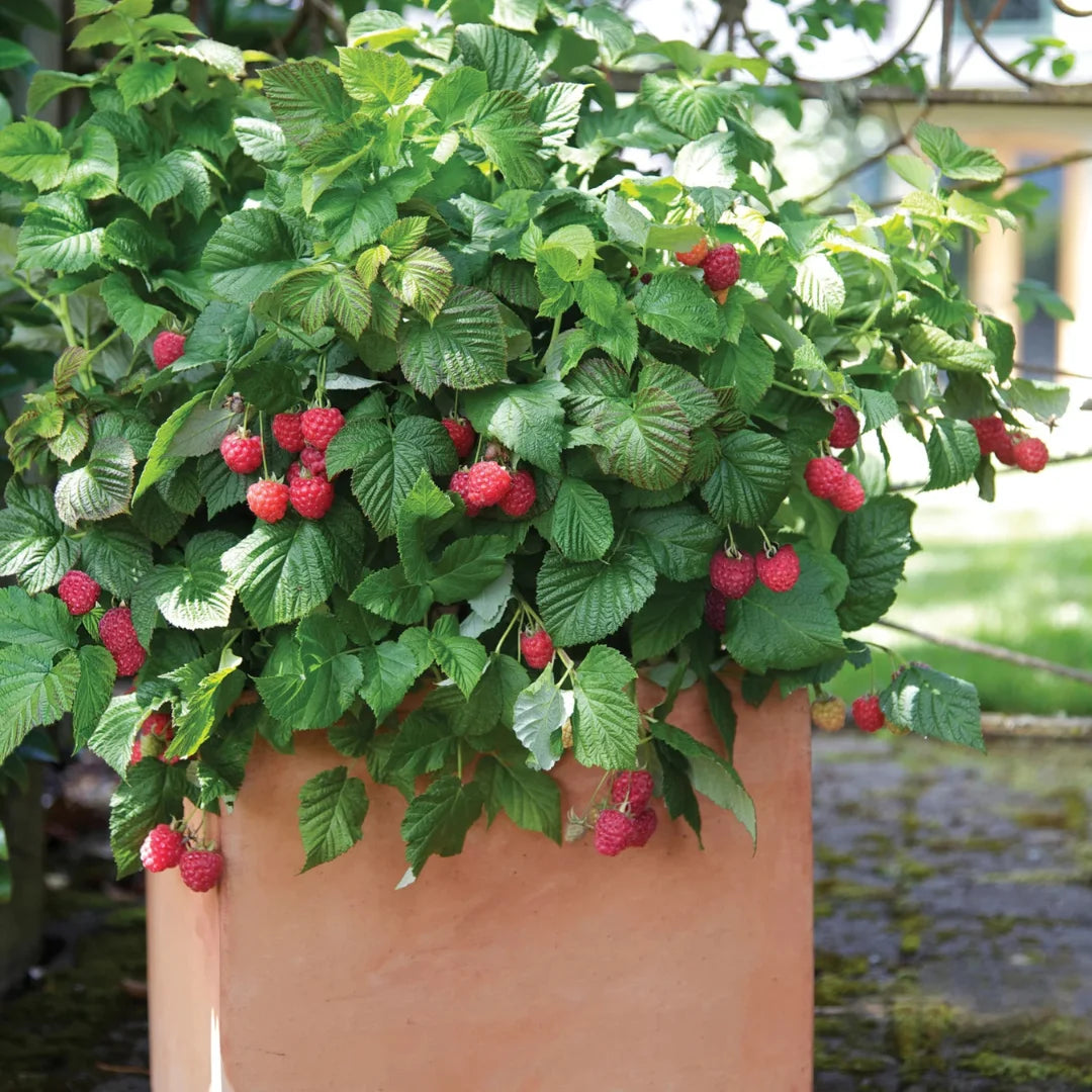 Dwarf Raspberry Bushes Raspberry Shortcake® Bush | Dwarf Thornless Raspberry – Simply Trees