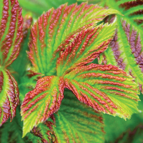 Bushel and Berry® Raspberry Shortcake® Bush