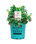 Bushel and Berry® Raspberry Shortcake® Bush