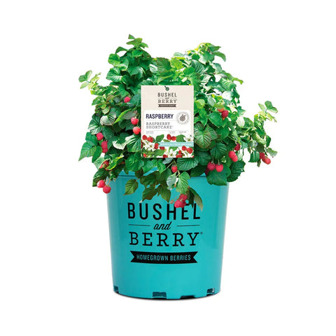 Bushel and Berry® Raspberry Shortcake® Bush