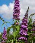 Buzz Hot Raspberry Butterfly Bush