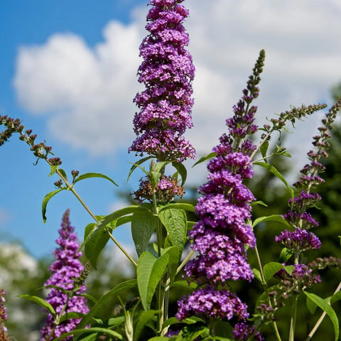 Buzz Hot Raspberry Butterfly Bush