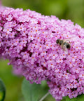 Buzz Hot Raspberry Butterfly Bush