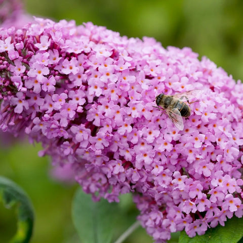 Buzz Hot Raspberry Butterfly Bush