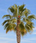 California Fan Palm