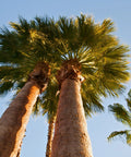 California Fan Palm