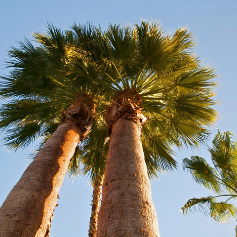 California Fan Palm