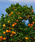 Cara Cara Navel Orange Tree