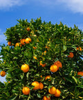 Cara Cara Navel Orange Tree