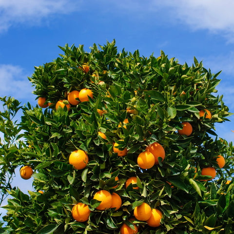 Cara Cara Navel Orange Tree