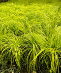 Carex Everillo