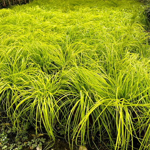 Carex Everillo