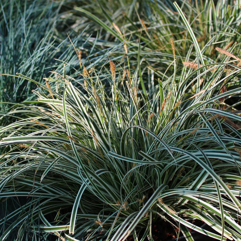 Carex Feather Falls