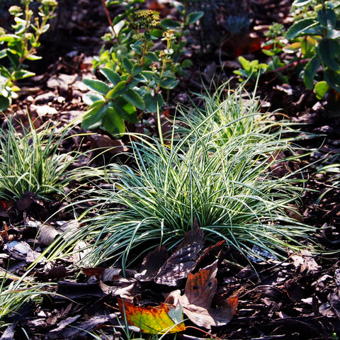 Carex Feather Falls