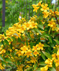 Carolina Jessamine Vine