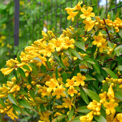 Carolina Jessamine Vine