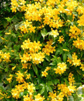 Carolina Jessamine Vine