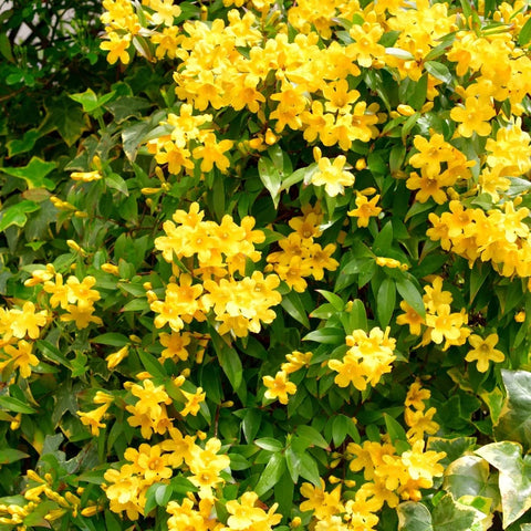 Carolina Jessamine Vine