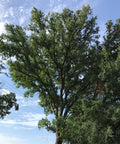 Cedar Elm Tree