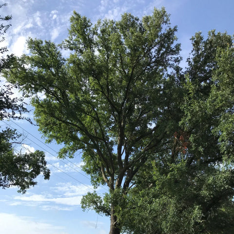 Cedar Elm Tree