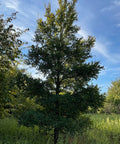 Cedar Elm Tree