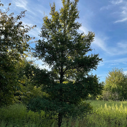 Cedar Elm Tree
