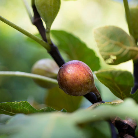 Celeste Fig Tree