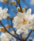 Centennial Blush Star Magnolia