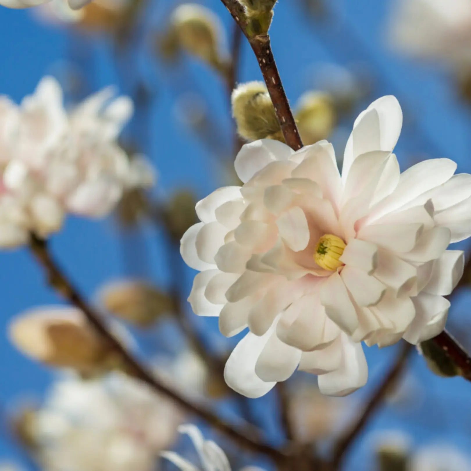 Vs Tree Centennial Blush Star Magnolia | Pink Magnolia Tree – Simply Trees