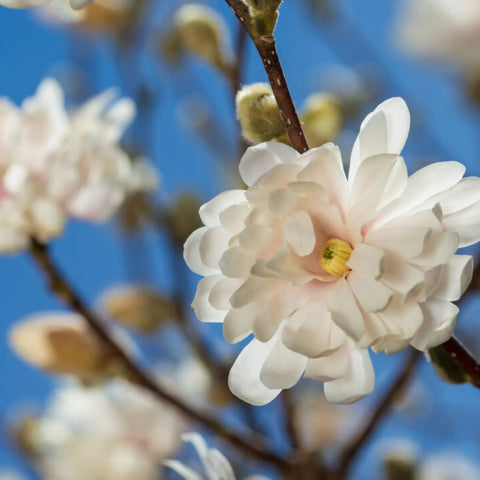 Centennial Blush Star Magnolia | Pink Magnolia Tree – Simply Trees