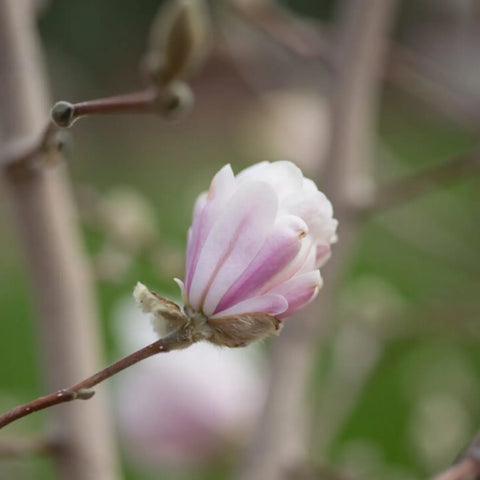 Centennial Blush Star Magnolia | Pink Magnolia Tree – Simply Trees