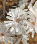 Centennial Blush Star Magnolia