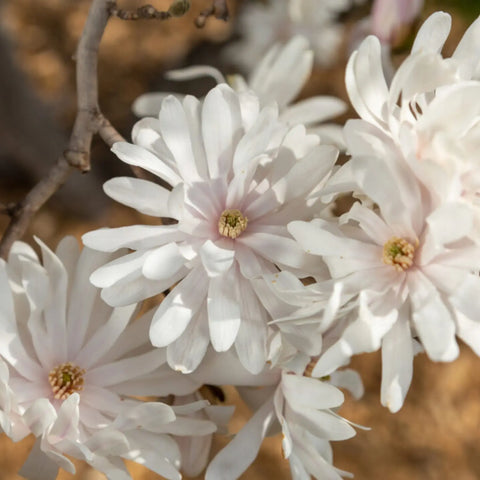Centennial Blush Star Magnolia | Pink Magnolia Tree – Simply Trees