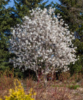 Centennial Blush Star Magnolia