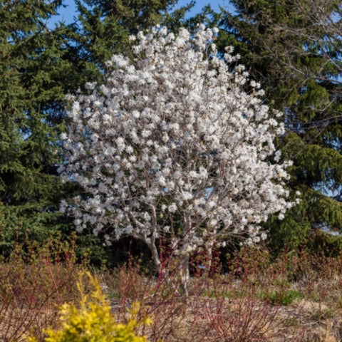 Centennial Blush Star Magnolia