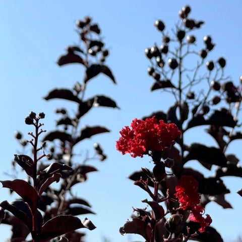 Center Stage Red Crape Myrtle