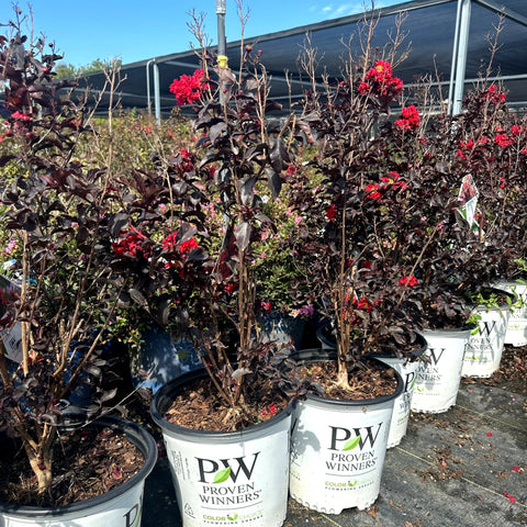 Center Stage Red Crape Myrtle