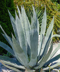 Century Plant