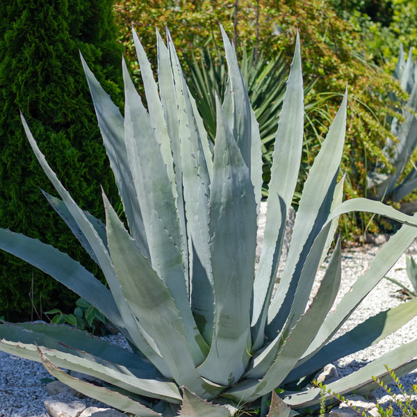 Century Plant | Agave americana Succulent Plant  Simply Trees