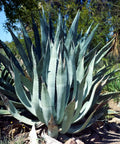 Century Plant